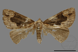 ǦW:Hypena sp.