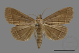 ǦW:Simplicia sp.