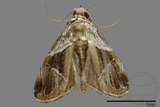 ǦW:Noctuidae sp.