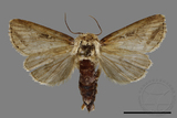 ǦW:Sesamia sp.