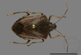 ǦW:Halyomorpha halys