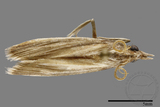 ǦW:Crambidae sp.