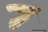 ǦW:Crambidae sp.