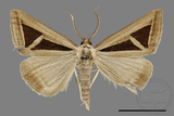 ǦW:Trigonodes hyppasia