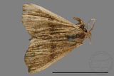 ǦW:Oglasa costimacula