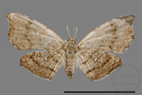 ǦW:Chundana emarginata