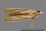 ǦW:Crambidae sp.