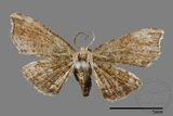 ǦW:Chundana emarginata