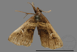 ǦW:Bertula abjudicalis