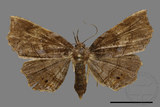 ǦW:Pangrapta sp.