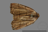 ǦW:Plecoptera sidierogramma