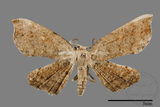 ǦW:Chundana emarginata