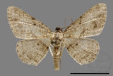 ǦW:Psilalcis breta rantaizana