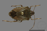 ǦW:Halyomorpha halys