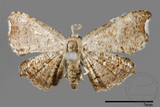 ǦW:Chundana emarginata