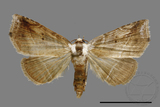 ǦW:Noctuidae sp.