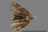 ǦW:Noctuidae sp.