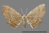 ǦW:Chundana emarginata