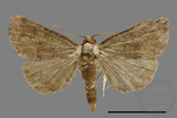 ǦW:Noctuidae sp.