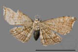 ǦW:Chundana emarginata