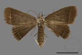 ǦW:Simplicia sp.