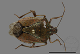 ǦW:Halyomorpha halys