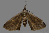 ǦW:Naarda sp.