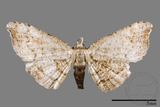 ǦW:Chundana emarginata