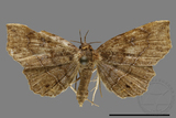 ǦW:Eutrogia morosa