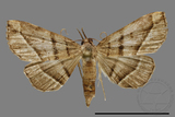 ǦW:Herminiinae sp.