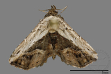 ǦW:Noctuidae sp.