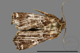 ǦW:Callopistria japonibia