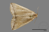 ǦW:Zanclognatha neleusalis