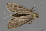 ǦW:Crambidae sp.