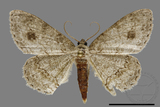 ǦW:Ectropis excellens