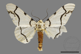 ǦW:Biston perclarus