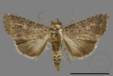 ǦW:Condica sp.