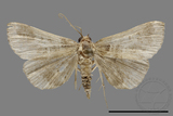 ǦW:Bertula abjudicalis