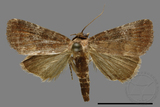 ǦW:Noctuidae sp.