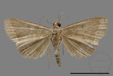 ǦW:Simplicia sp.