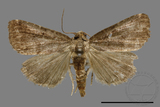 ǦW:Noctuidae sp.