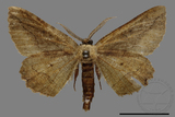 ǦW:Menophra anaplagiata