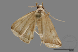 ǦW:Zanclognatha neleusalis