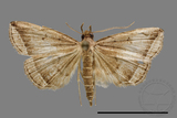 ǦW:Zanclognatha neleusalis