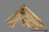 ǦW:Noctuidae sp.