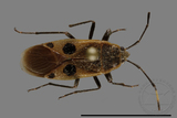 ǦW:Physopelta parviceps