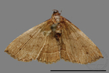 ǦW:Noctuidae sp.