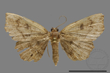 ǦW:Eutrogia morosa