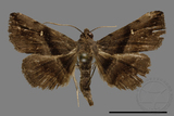 ǦW:Hadennia mysalis