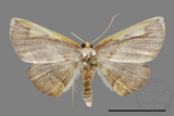 ǦW:Nothomiza flavicosta